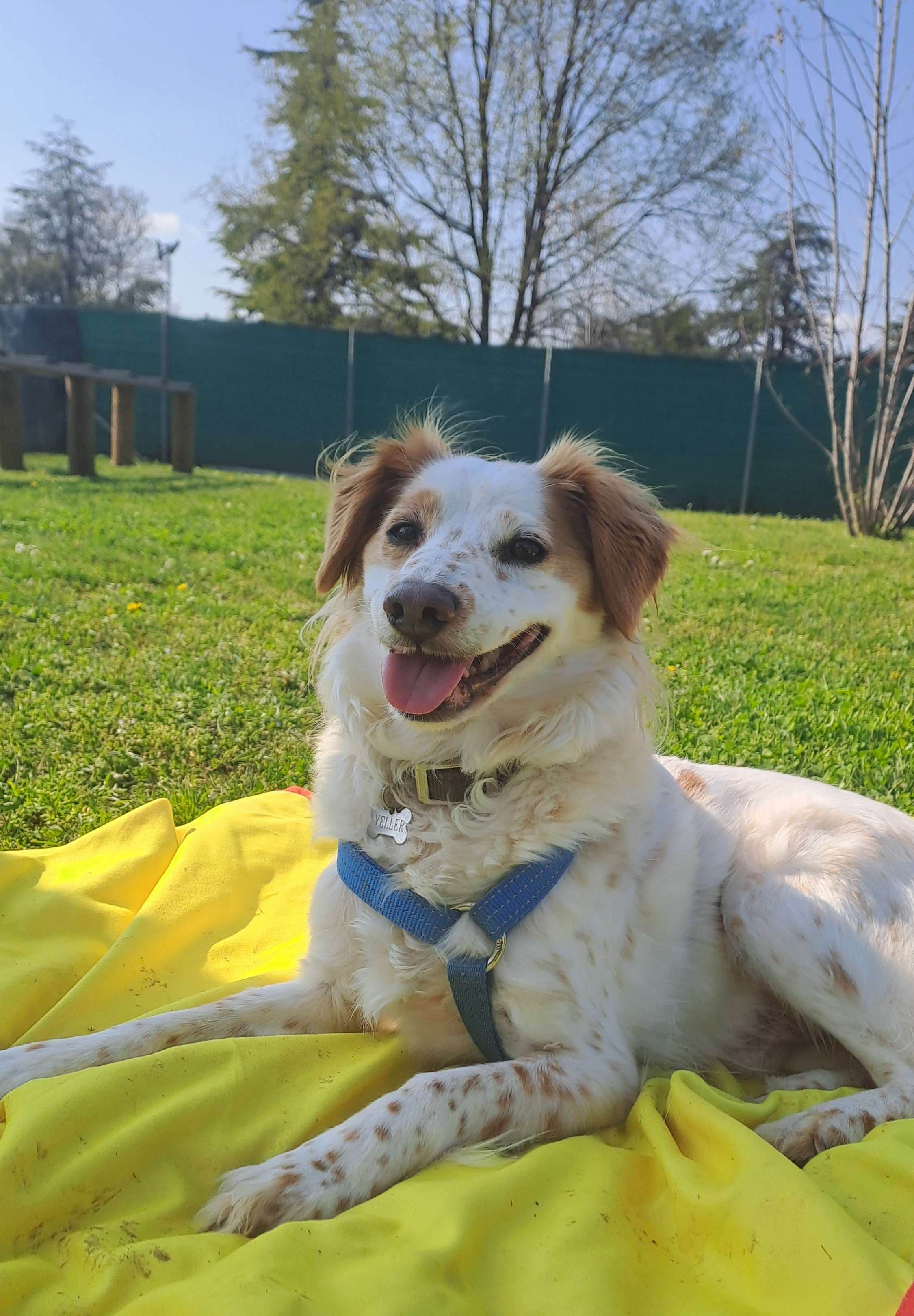 Passeggiata con il cane al lago