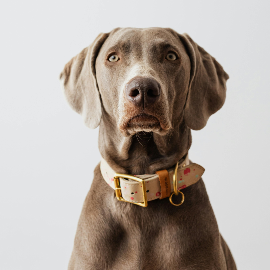 Dog sitting animali domestici