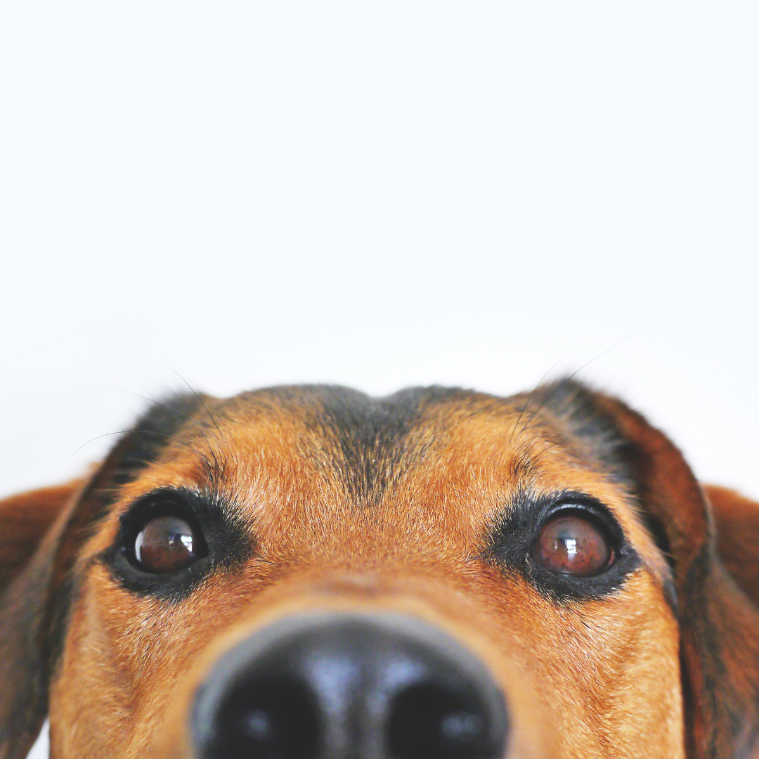 educazione animali domestici