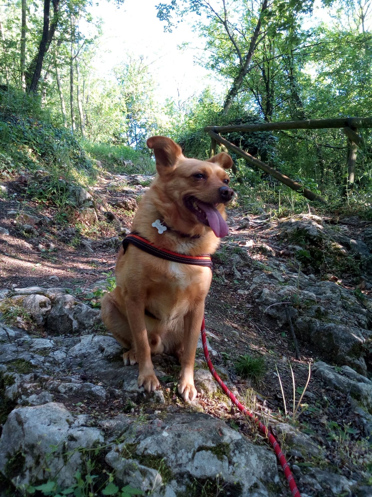 Educatrice cinofila2