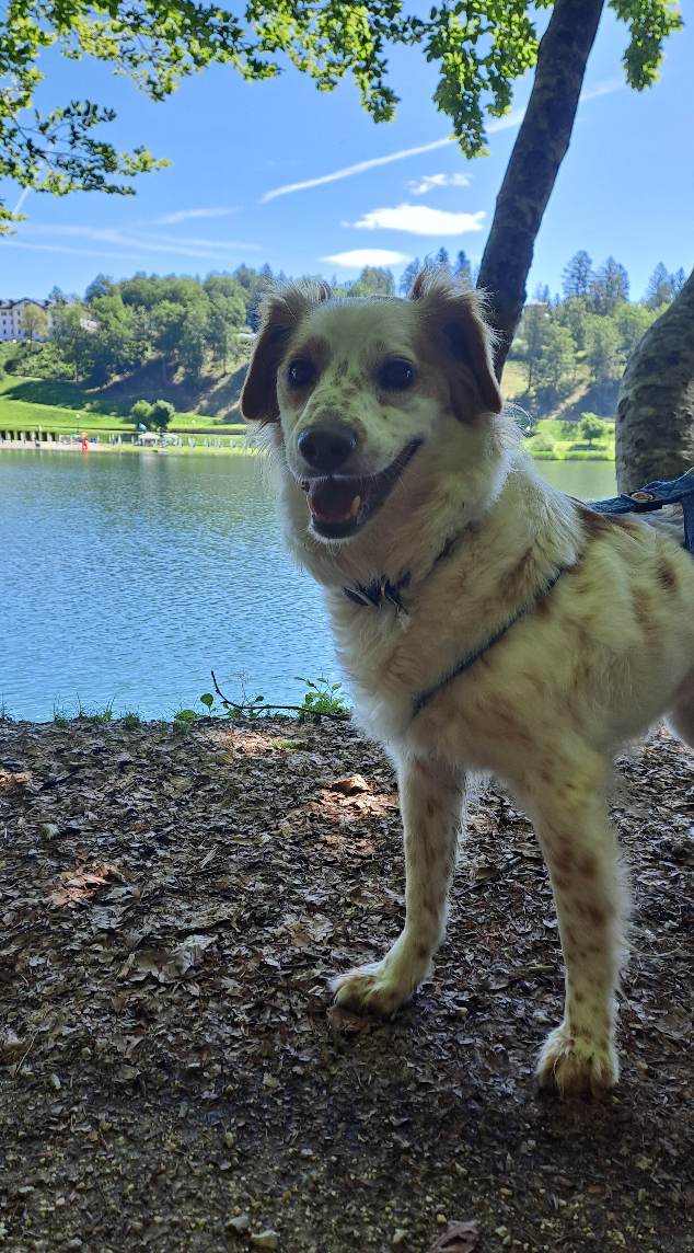 Educatrice cinofila3