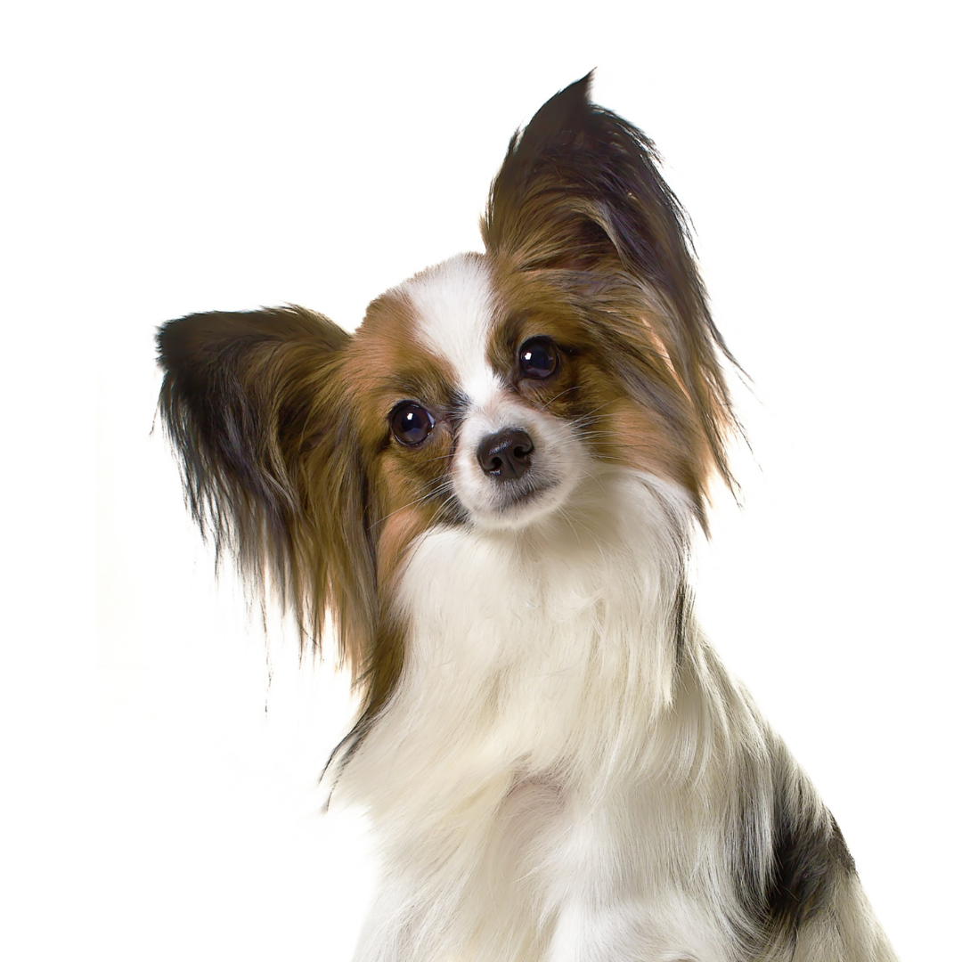 Focus gestione del guinzaglio