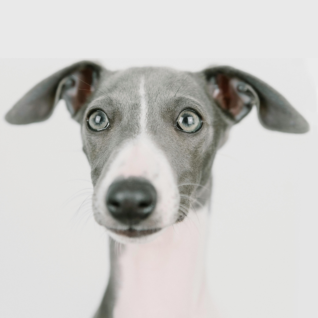 Nuovo cane in famiglia