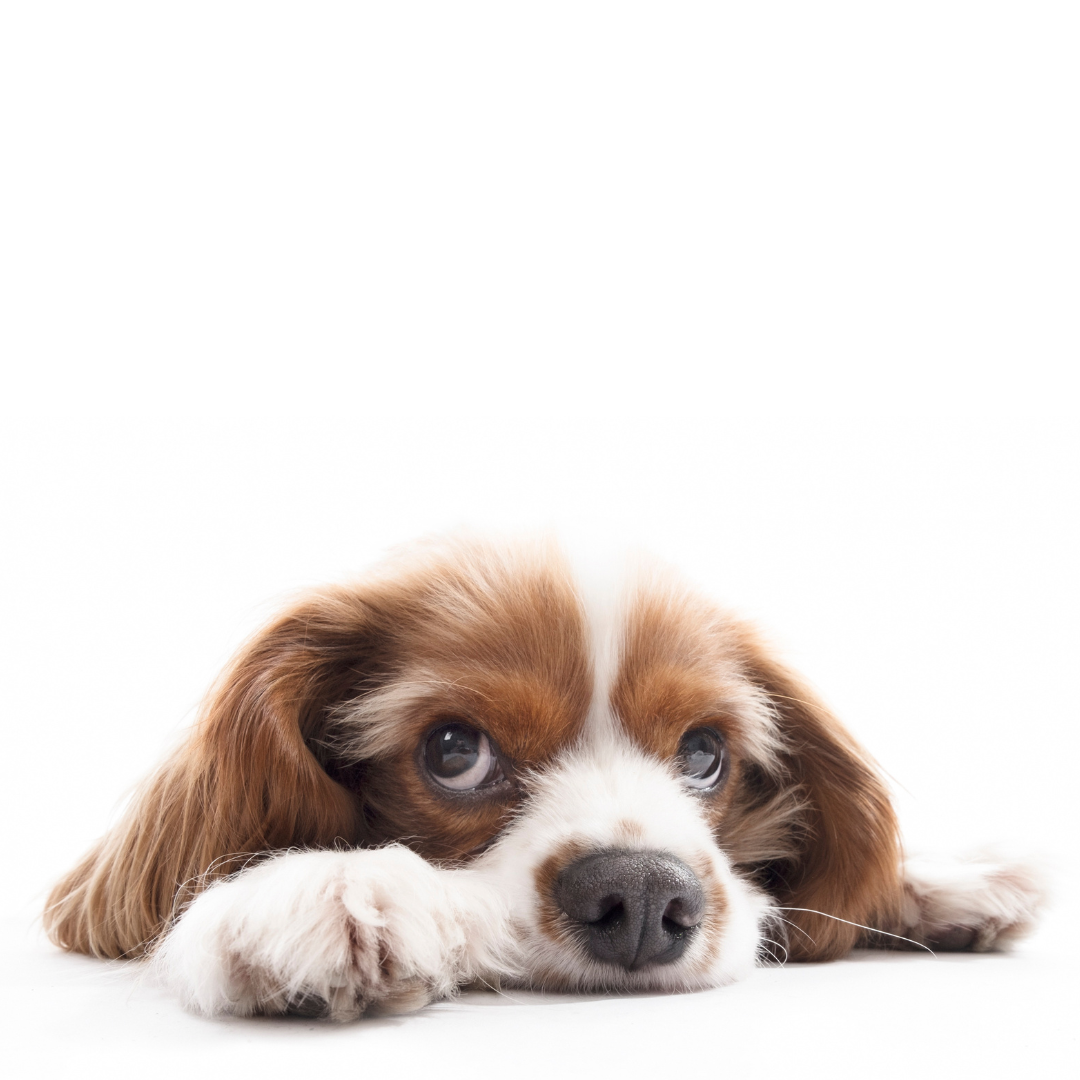 Educazione cinofila online